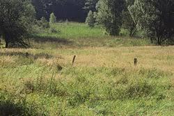 Raseliniste Marenicky